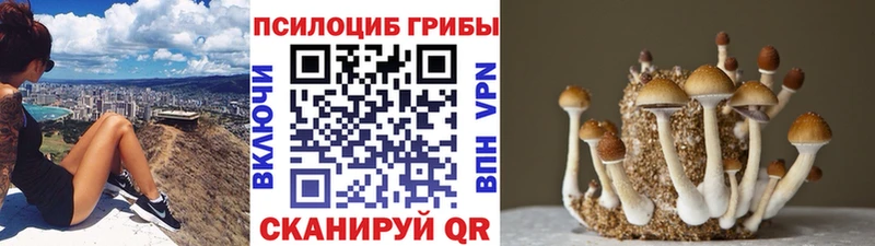 kraken сайт  Ельня  Псилоцибиновые грибы Psilocybe 